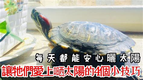 烏龜寵物店|龜奴必看：7個養龜技巧